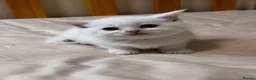 Scottish Fold cats for sale: Scottish Straights & Folds  - Advert 16