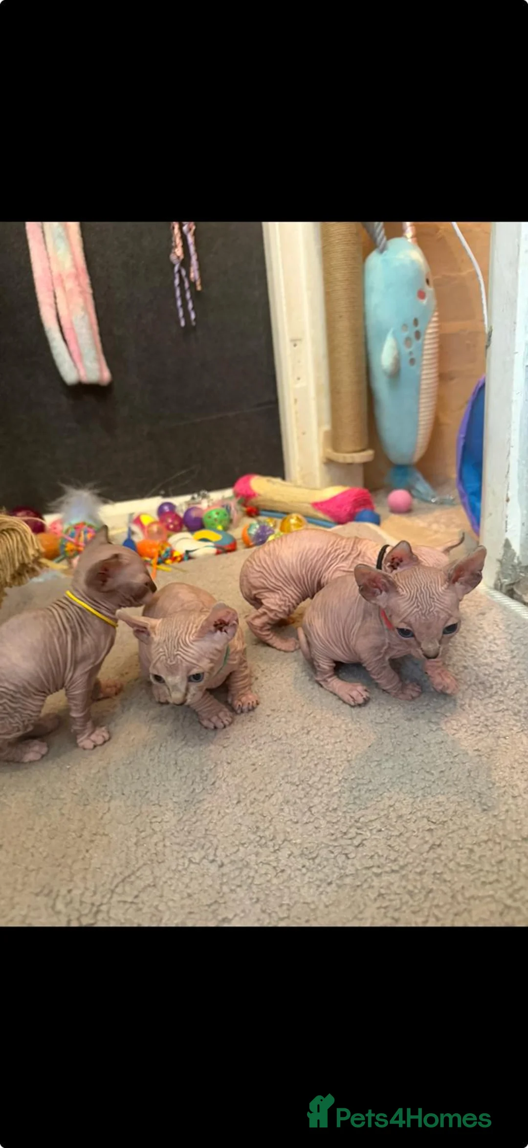 Sphynx cats for sale: 5 star kittens for 5 star homes - Advert 1
