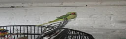 Ringnecks birds for sale: Indian ringneck in Sunderland - Advert 3