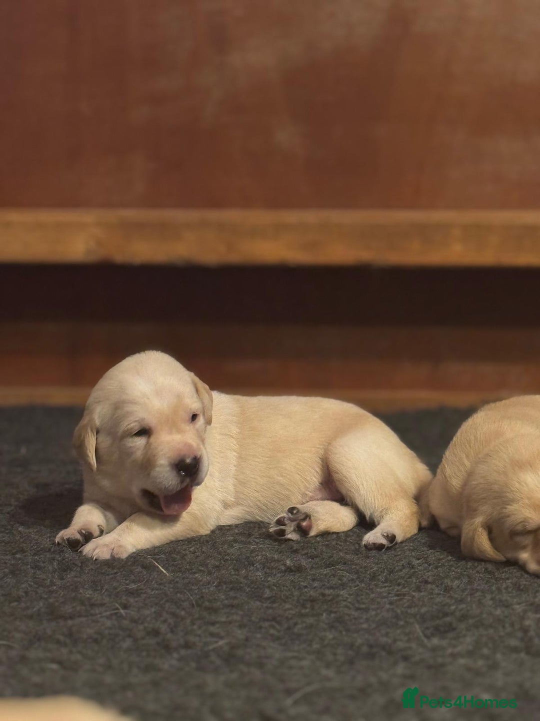 Labrador Retriever dogs for sale: Labrador Retrievers For Sale - Image 12