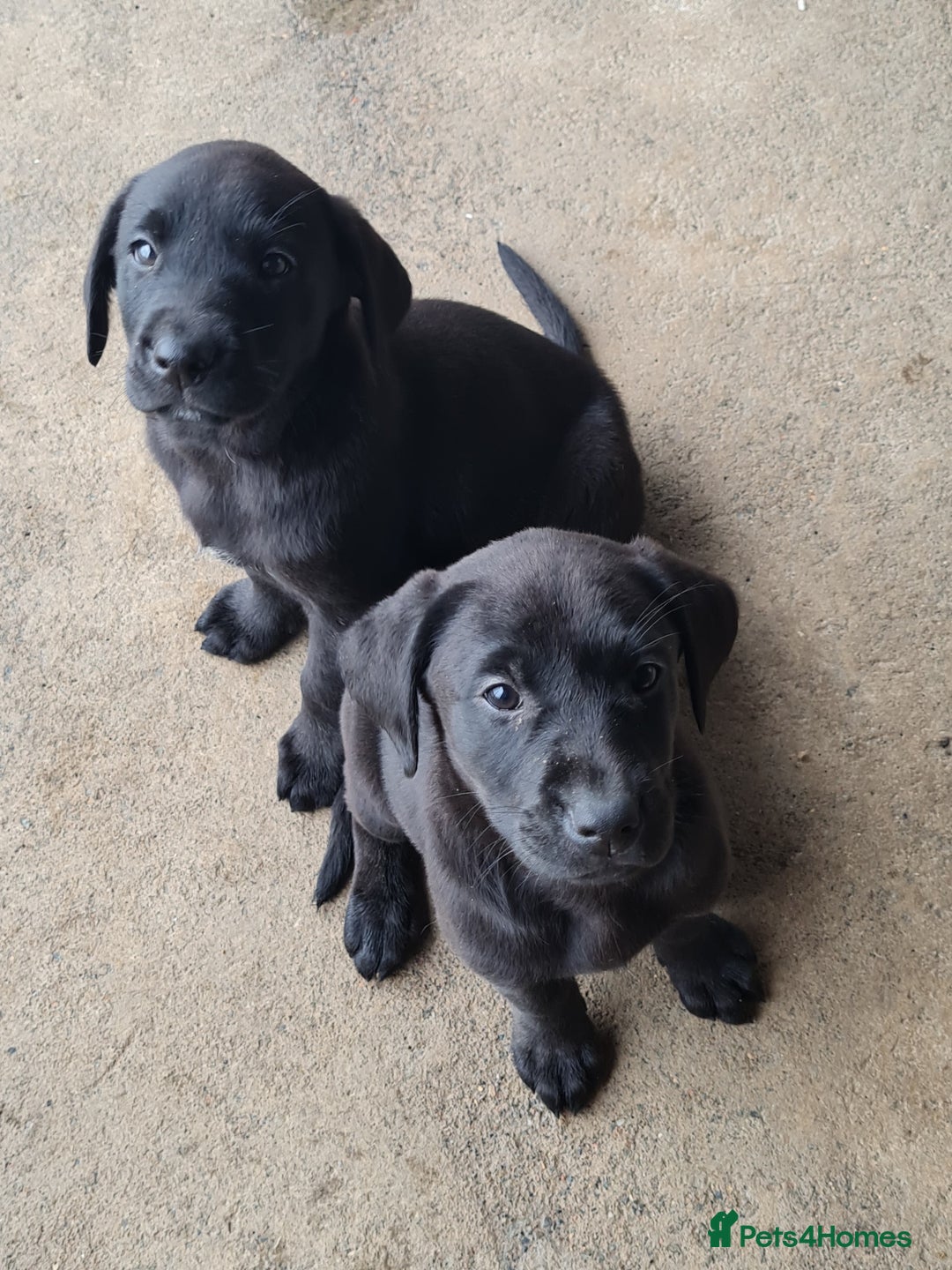 Labrador Retriever dogs for sale: Labrador puppies - Image 5