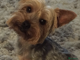 Yorkshire Terrier dogs in Sunderland - Advert 40