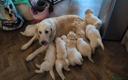Golden Retriever dogs for sale: ❤️ Superb Litter of Golden Retriever Puppies ❤️ - Image 36