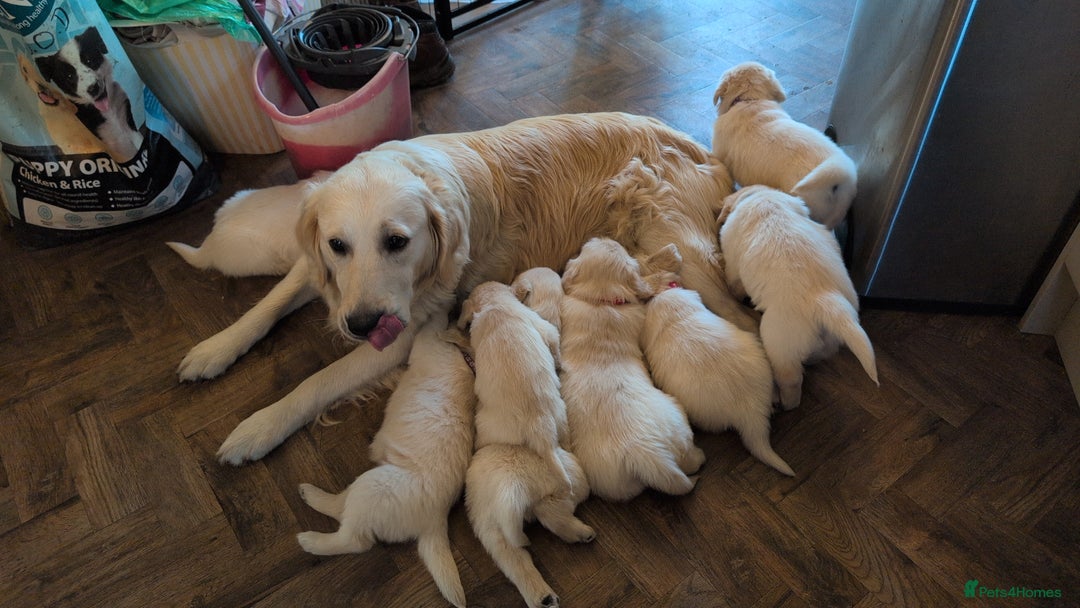 Golden Retriever dogs for sale: ❤️ Superb Litter of Golden Retriever Puppies ❤️ - Image 36