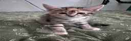 Mixed Breed cats for sale: 2 female kittens  - Advert 4