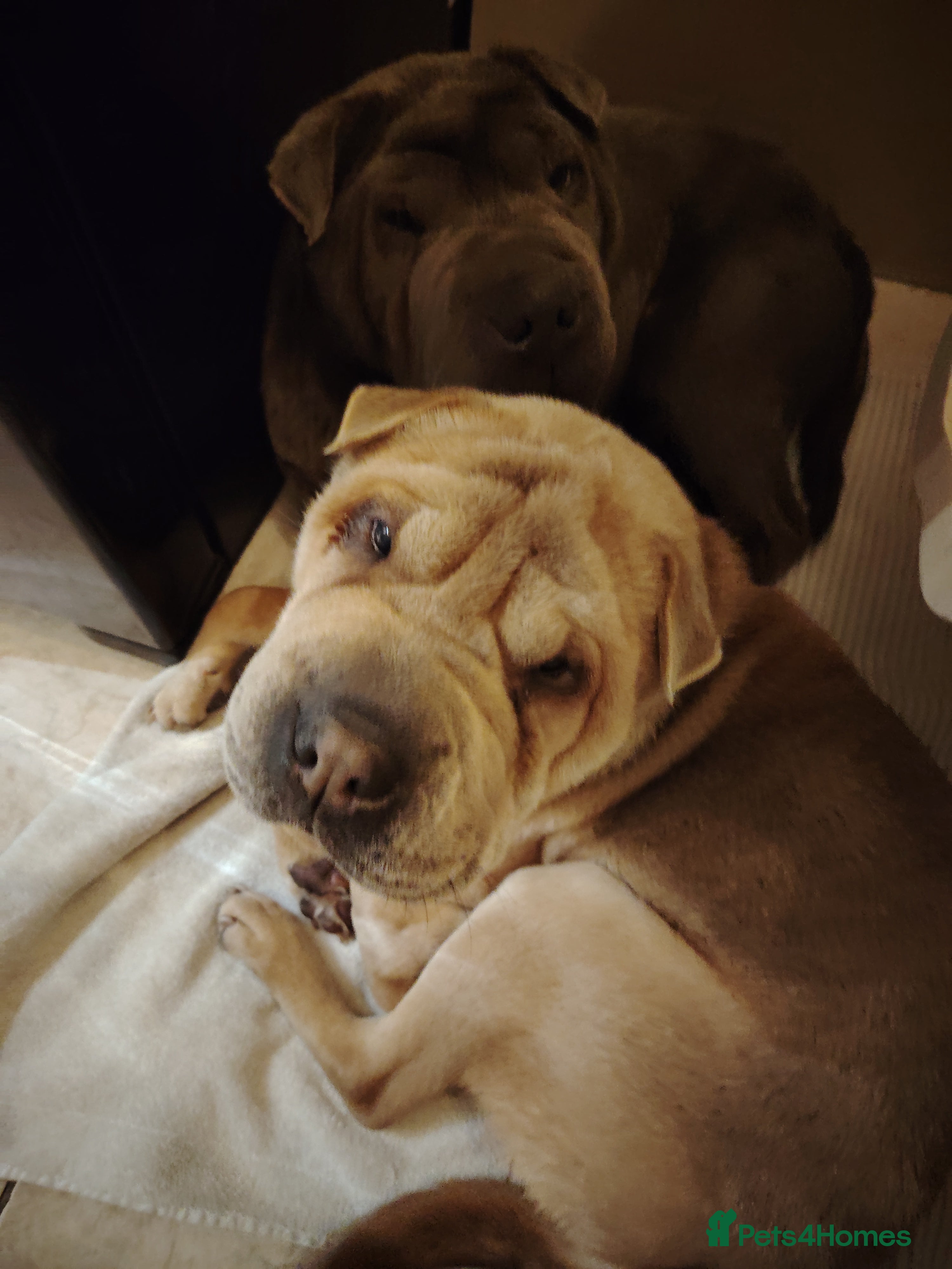 Shar Pei dogs Two male shar pei - Advert 9