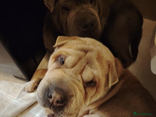 Shar Pei dogs Two male shar pei - Advert 5