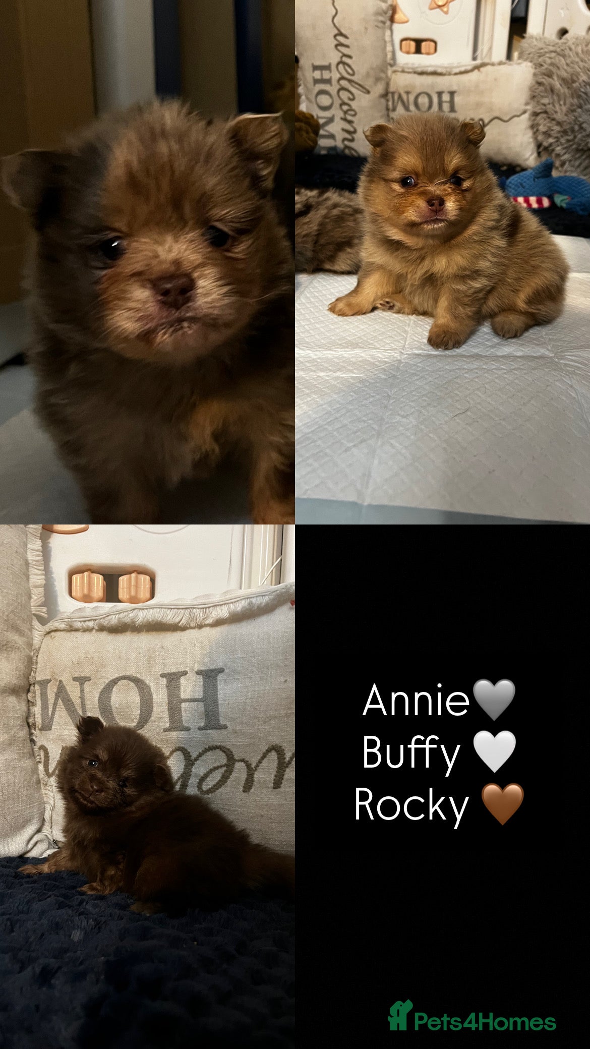 Pomeranian dogs Fluffy Pomeranian puppy’s MERLE & CHOCOLATE - Advert 12