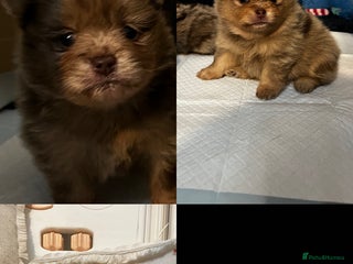 Pomeranian dogs Fluffy Pomeranian puppy’s MERLE & CHOCOLATE - Advert 1