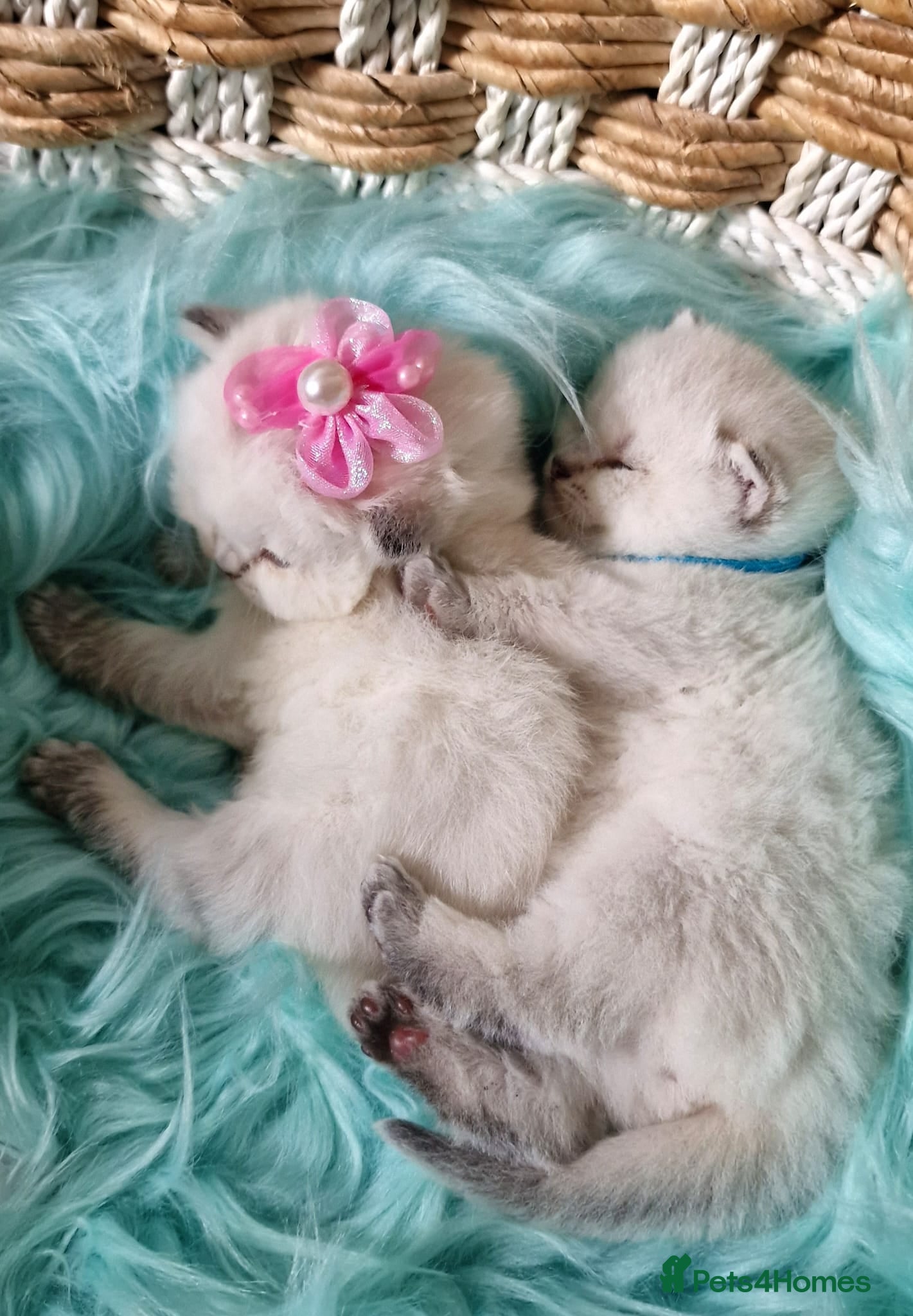 British Shorthair cats 💖GOLDEN & SILVER BSH & BLH KITTENS💖 - Advert 2