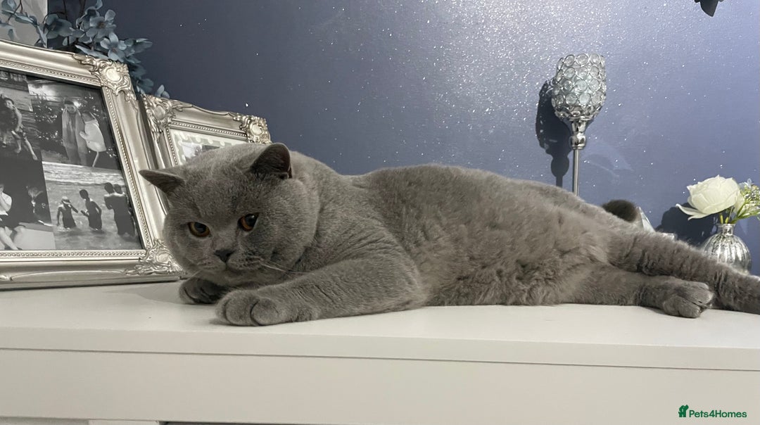 British Shorthair cats for stud: 🏆🔥GCCF BLUE CHAMPION STUD CARRYING CINNAMON 🔥🏆 - Advert 10