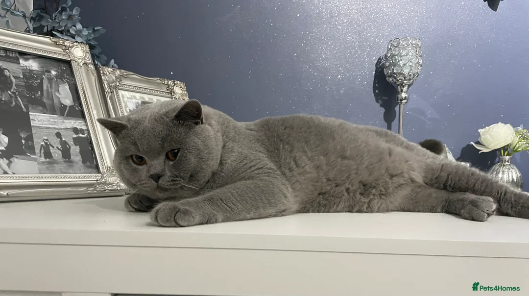 British Shorthair cats for stud: 🏆🔥GCCF BLUE CHAMPION STUD CARRYING CINNAMON 🔥🏆 - Advert 10