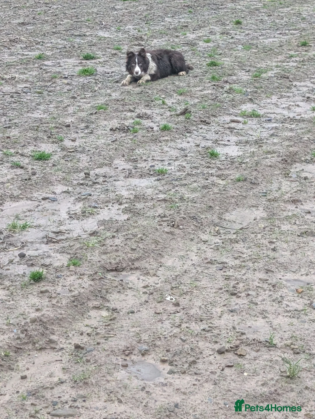 Border Collie dogs for sale: Sophie isds reg , red Tri bitch  - Advert 4