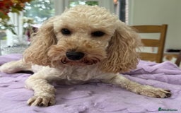 Miniature Poodle dogs for adoption: Lily – The Forgotten Angel - Image 5