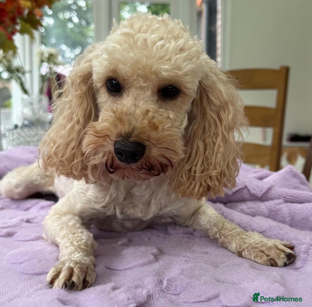 Miniature Poodle dogs for adoption: Lily – The Forgotten Angel - Image 5