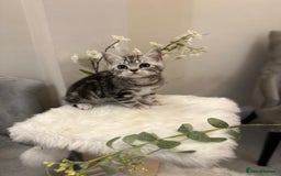 British Shorthair cats for sale: SILVER TABBIES full pedigree registered BSH - Image 27