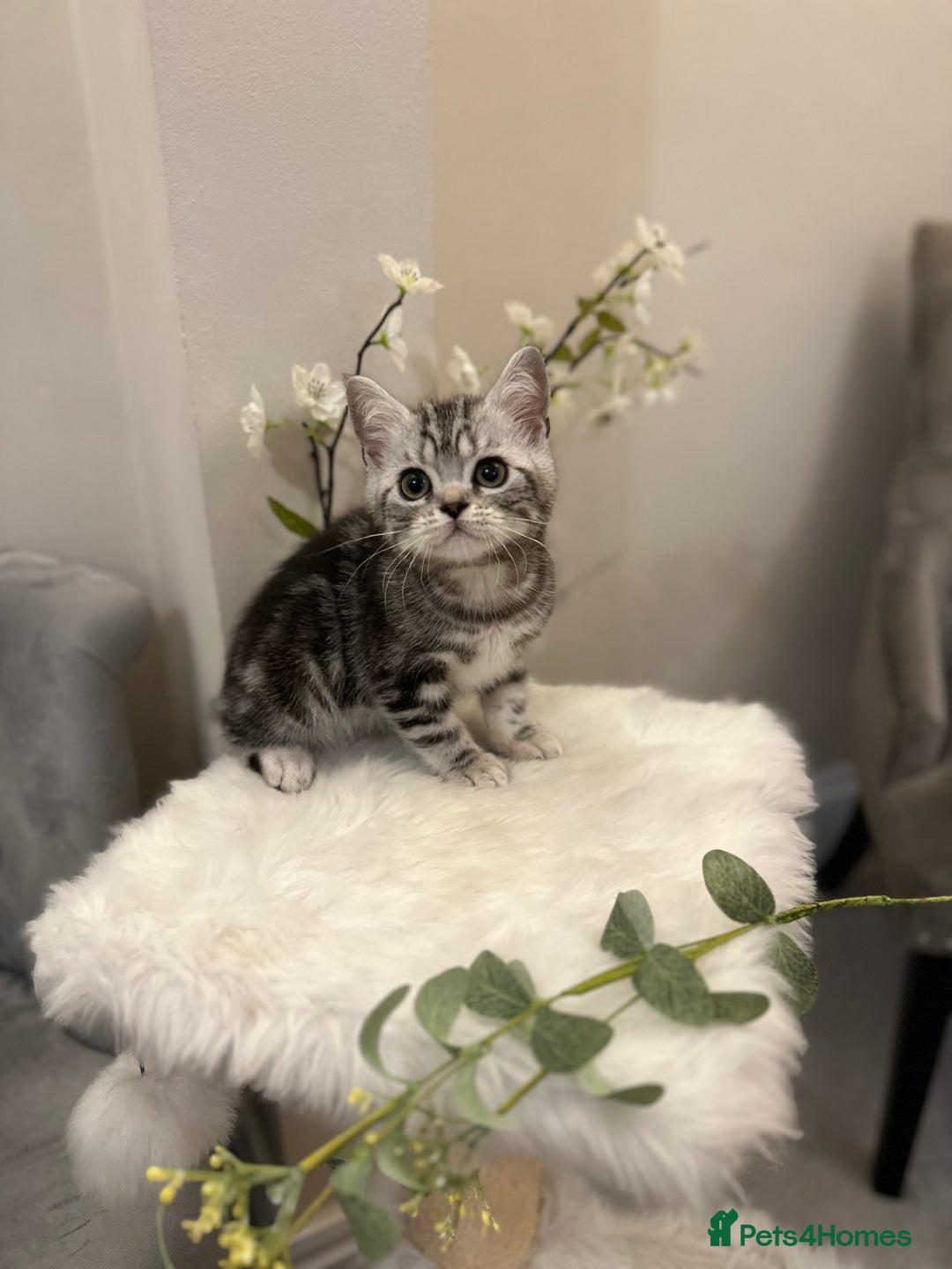 British Shorthair cats for sale: SILVER TABBIES full pedigree registered BSH - Image 27
