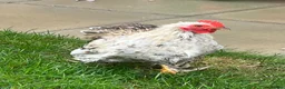 Chickens poultry for sale: Two Friendly Pekin Cockerels in Castle Cary - Advert 6
