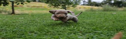 Miniature Dachshund dogs for sale: KC Registered Miniature Dachshund Puppies in Dungannon - Advert 3