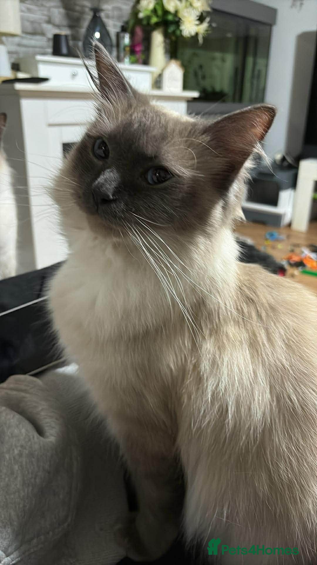 Loki