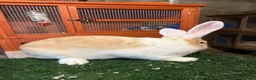 Continental Giant rabbits for sale: Pure breed continental giants female  - Advert 4