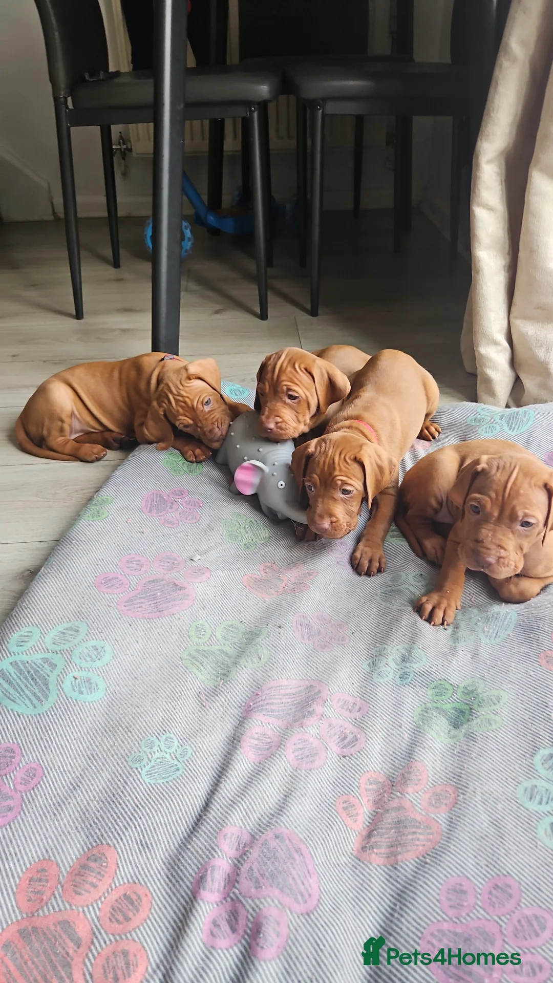 Hungarian Vizsla dogs for sale: 🏆🇭🇺 KC Registered fully trained HungarianVizsla - Advert 19