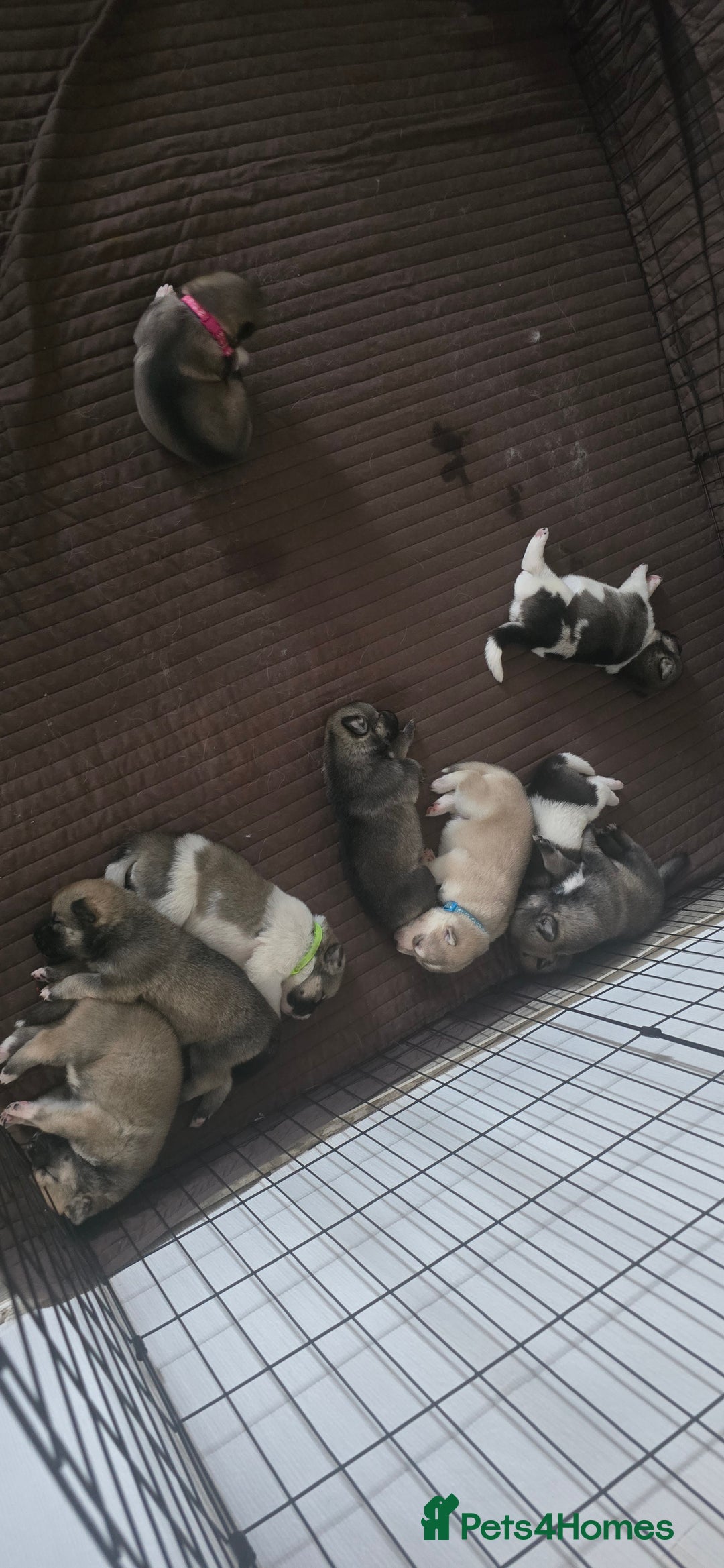 Mixed Breed dogs for sale: Northern Inuit cross American akita  - Image 17
