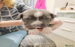 Staffordshire Bull Terrier dogs for sale: Blue staffordshire bull terrier puppies - Image 7