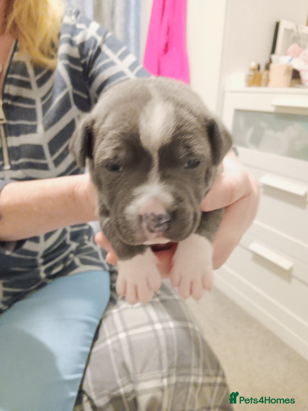 Staffordshire Bull Terrier dogs for sale: Blue staffordshire bull terrier puppies - Image 7