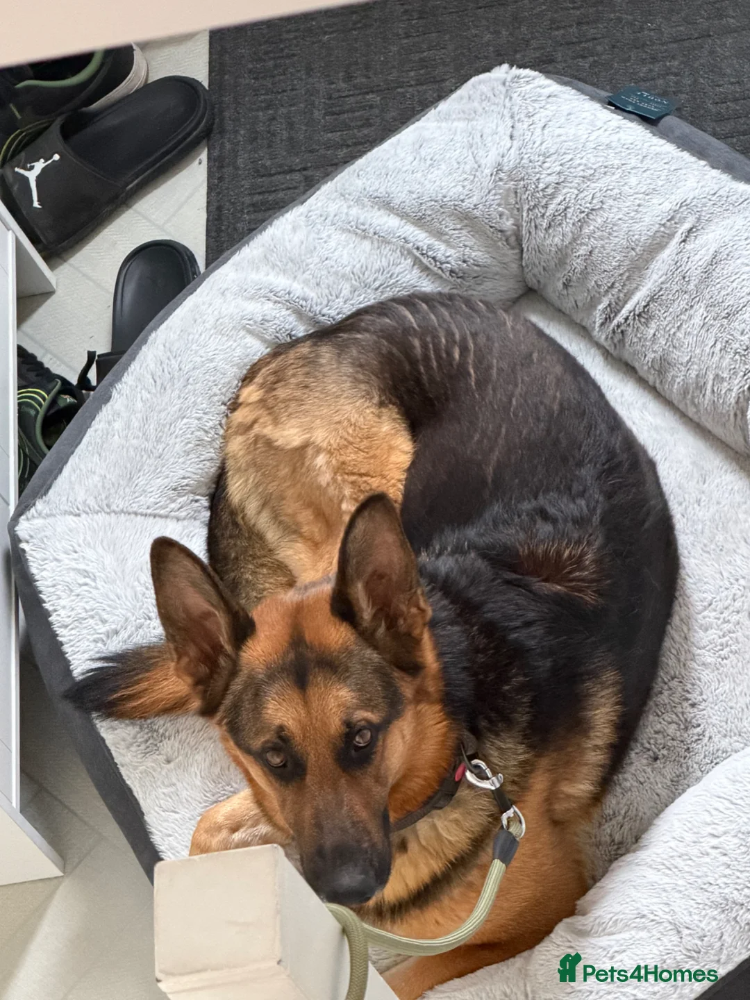 German Shepherd dogs for sale: German Shepherd  in Rotherham - Advert 5