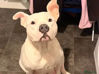 Mixed Breed dogs Two beautiful puppies available - Advert 1