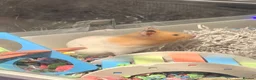 Hamster rodents for sale: Female syrian hamster in Dunfermline - Advert 2