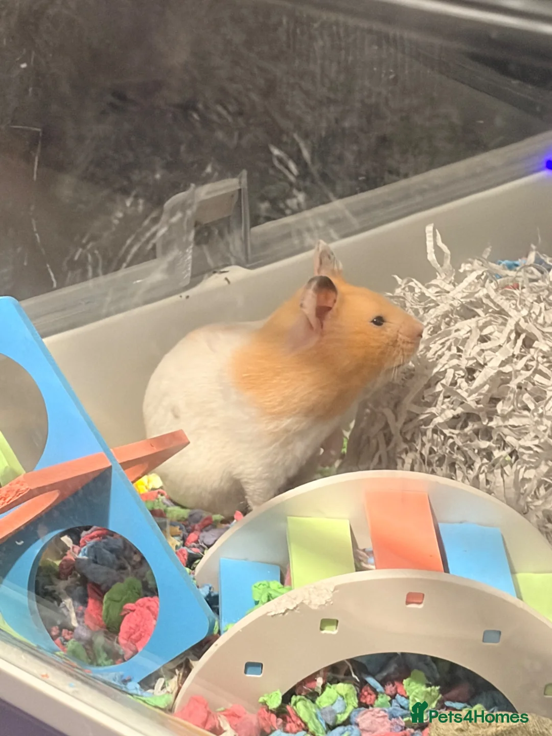 Hamster rodents for sale: Female syrian hamster in Dunfermline - Advert 2