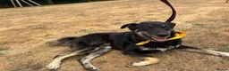Mixed Breed dogs for adoption: Daniel - Ipswich Suffolk  in Ipswich - Advert 16