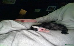 Cavapoo dogs for sale: Cavapoo (Cavalier Backcross) Puppies - Image 22