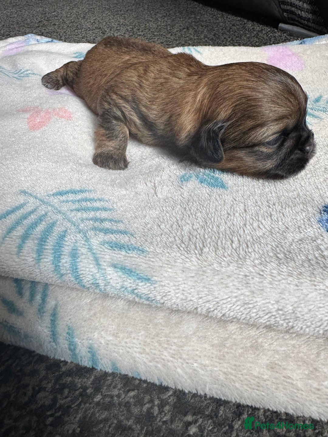 Shih Tzu dogs for sale: NEW Beautiful shih tzu puppies!!  - Image 23