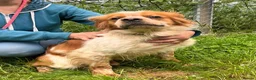 Brittany Spaniel dogs for adoption: Ron, beautiful young Brittany - Advert 3