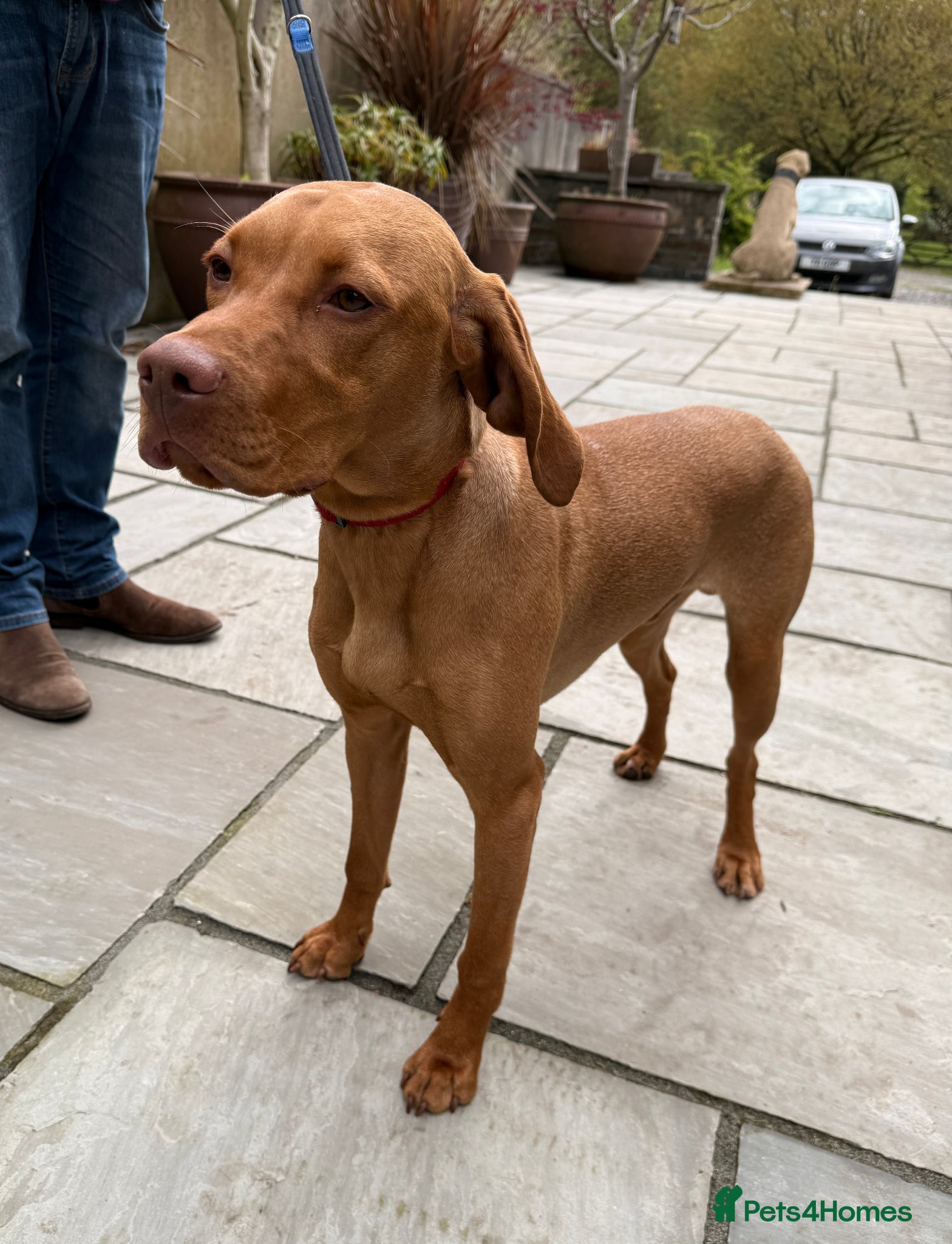Hungarian Vizsla dogs KC Reg Hungarian Viszla House Trained Older Pup - Advert 4