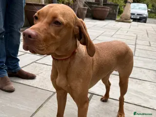 Hungarian Vizsla dogs KC Reg Hungarian Viszla House Trained Older Pup - Advert 4