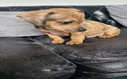 Dachshund dogs for sale: Mini dachshund puppy for sale! - Advert 3