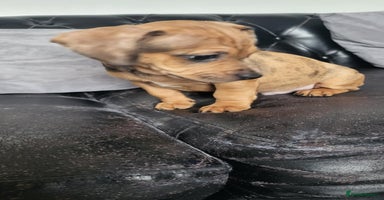 Dachshund dogs - Advert 11