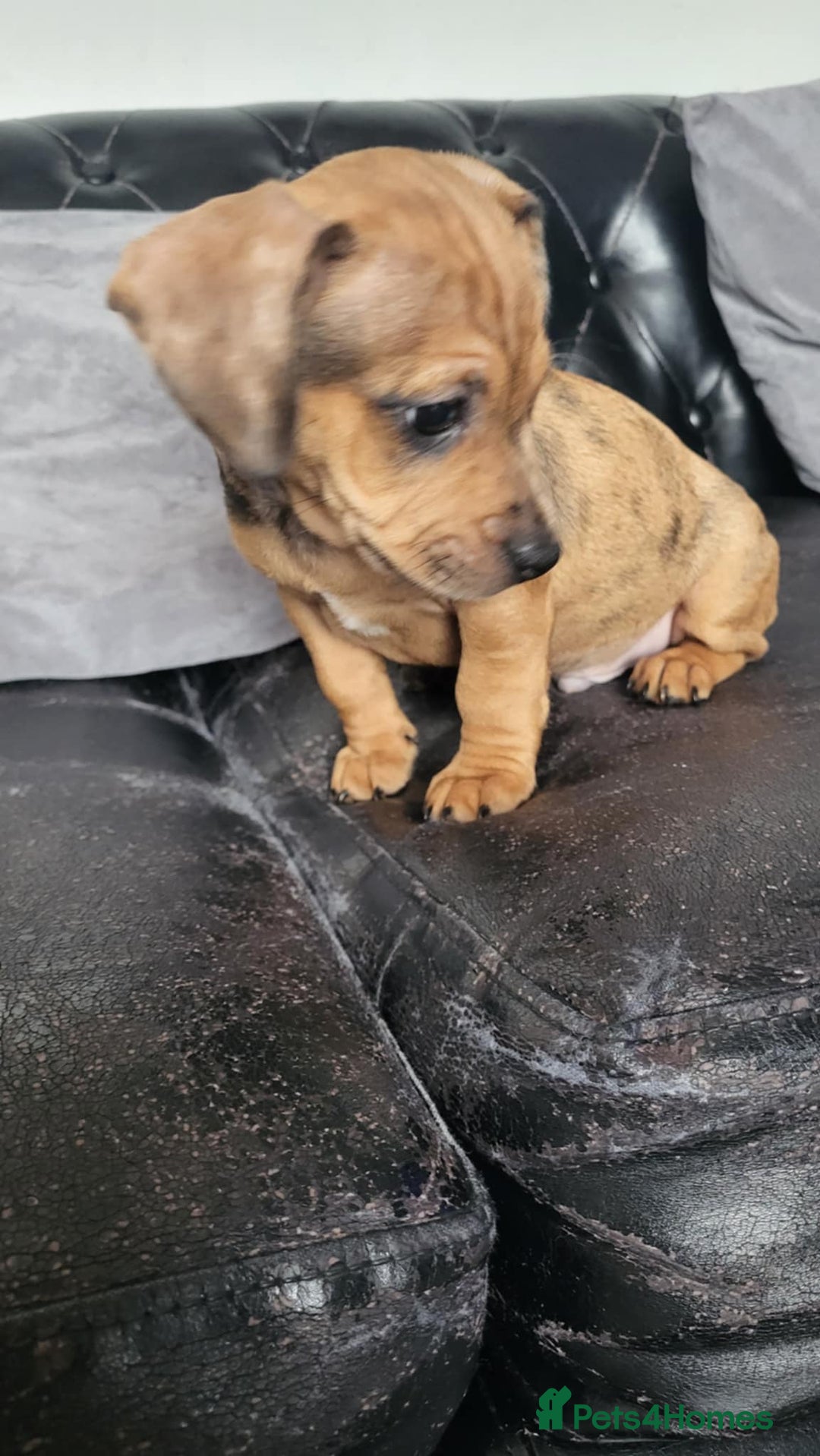 Dachshund dogs for sale: Mini dachshund puppy for sale! - Advert 3