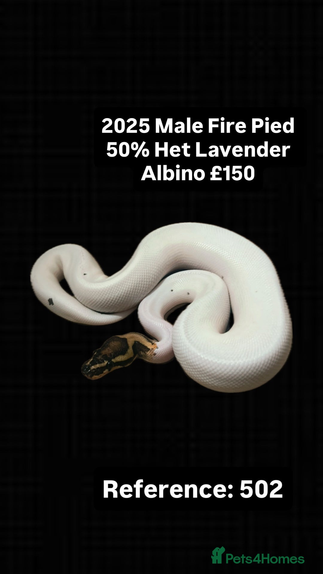 Python Snake reptiles for sale: Various 2025 Pied Ball Pythons Royal Snake - Advert 3