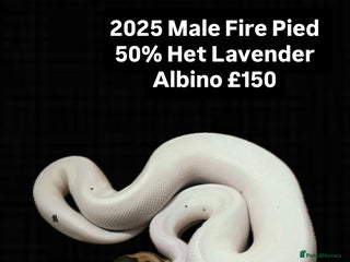 Python Snake reptiles Various 2025 Pied Ball Pythons Royal Snake - Advert 2