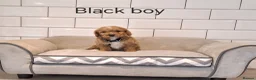 Cavachon dogs for sale: Beautiful Cavapoochons puppies - Advert 13
