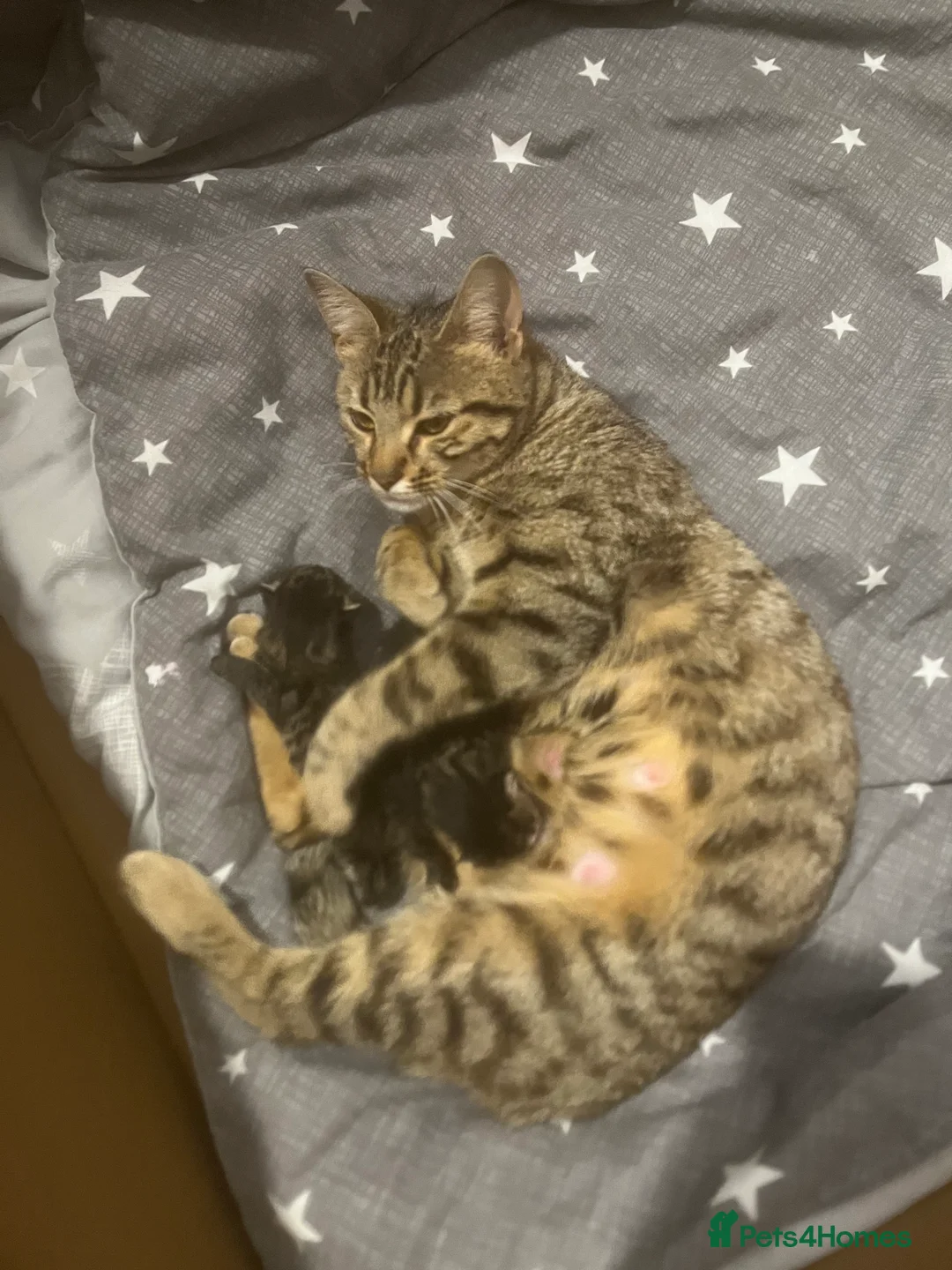 Bengal cats for sale: Bengal Mix  - Advert 1