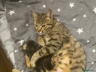 Bengal cats Bengal Mix - Advert 17