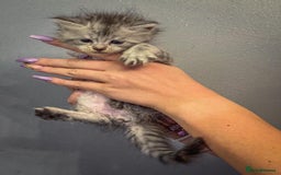 Maine Coon cats for sale: Full breed Mainecoon kittens ready 29th September  - Image 17
