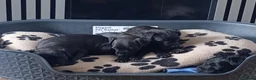 Patterdale Terrier dogs for sale: 3 stunning patterdales ready for new homes - Advert 6