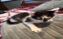 Mixed Breed cats for sale: Kittens - Image 11